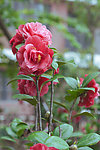 茶花