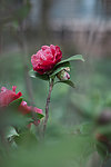 茶花
