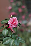 茶花