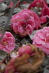 茶花
