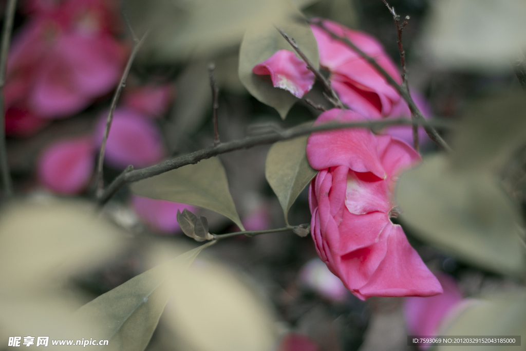 茶花