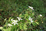 野草莓