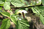 蜜蜂