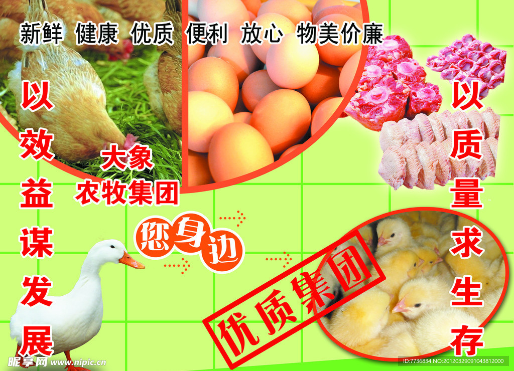 企业文化 鸡肉产品