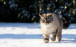 雪地山猫