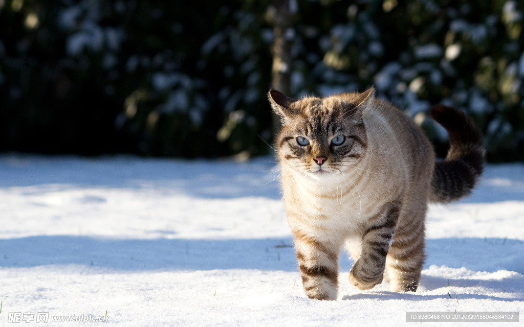 雪地山猫