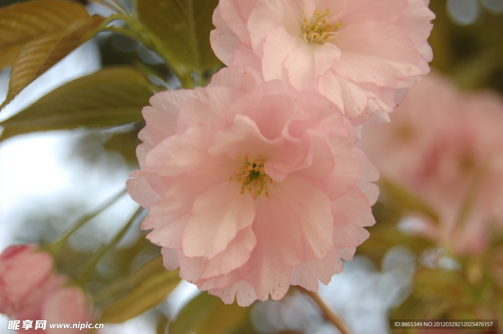 樱花