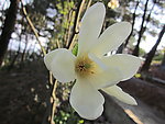 木兰花
