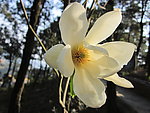 木兰花