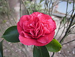 山茶花
