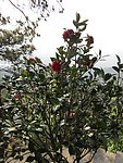 山茶花树