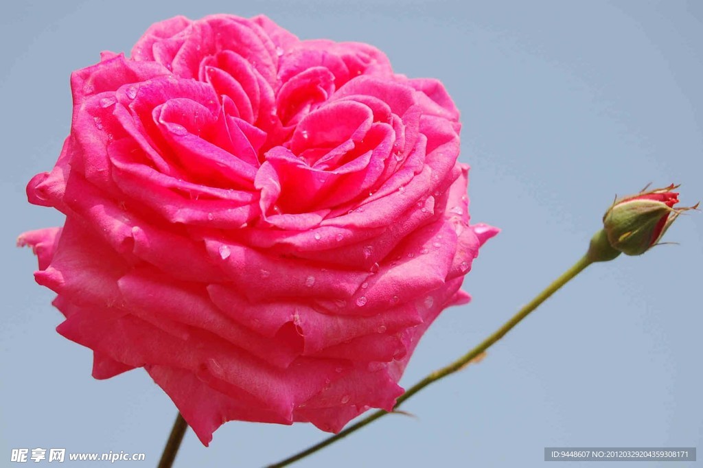 玫瑰花