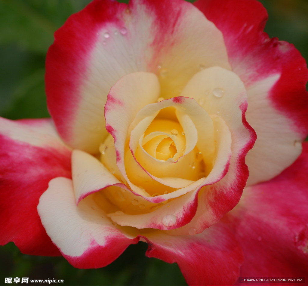 玫瑰花