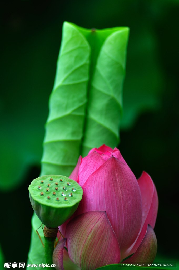 荷花