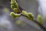 嫩芽