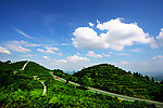 茶山竹海