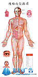 针灸穴位图正面