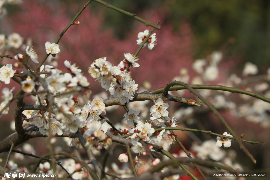 梅花