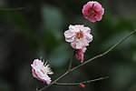 梅花