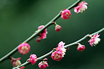 梅花