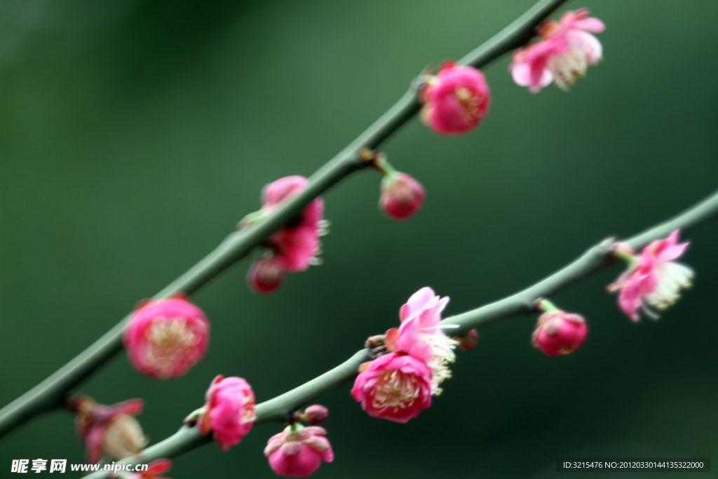 梅花