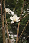 玉兰花