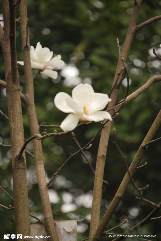 玉兰花