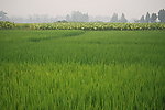 禾苗 田野