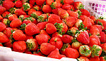 草莓 草莓花 草莓叶子