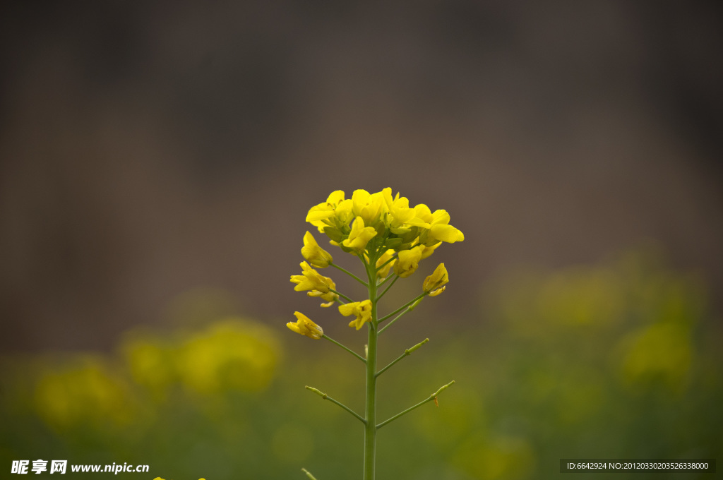 油菜花