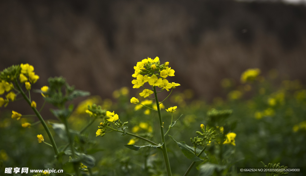 油菜花