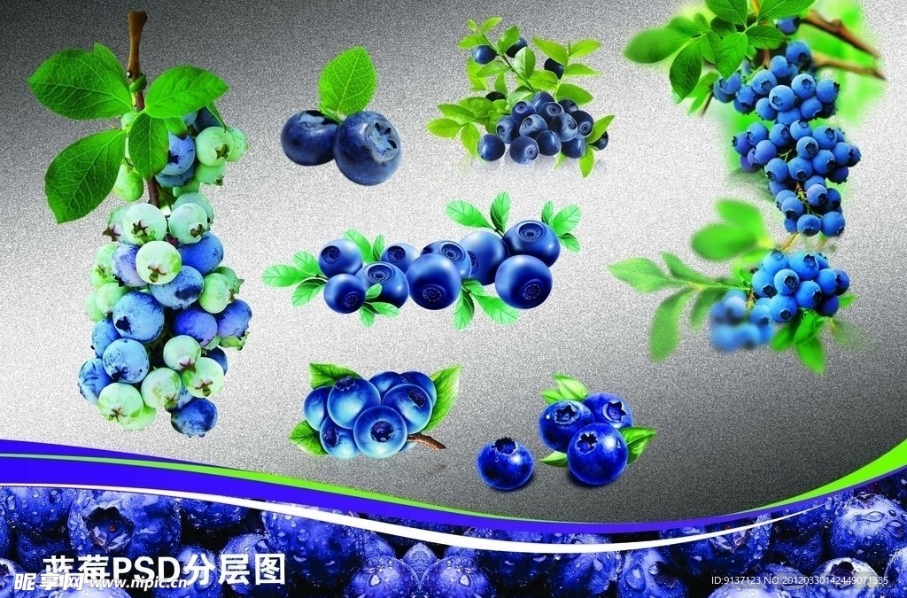 蓝莓分层图