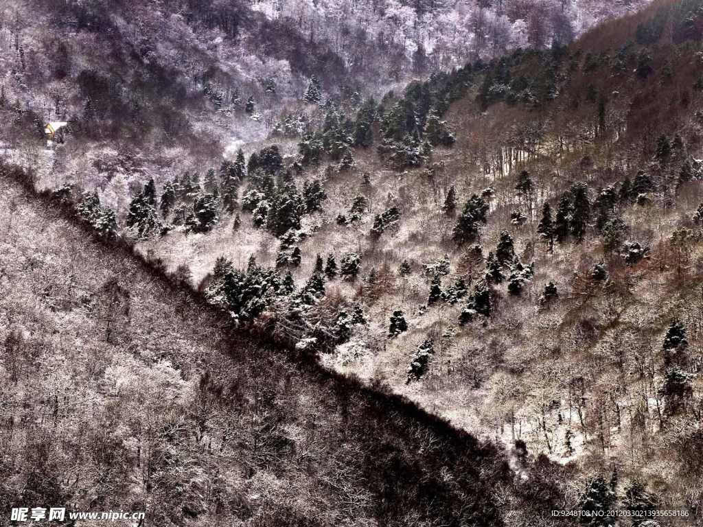 雪景 树林