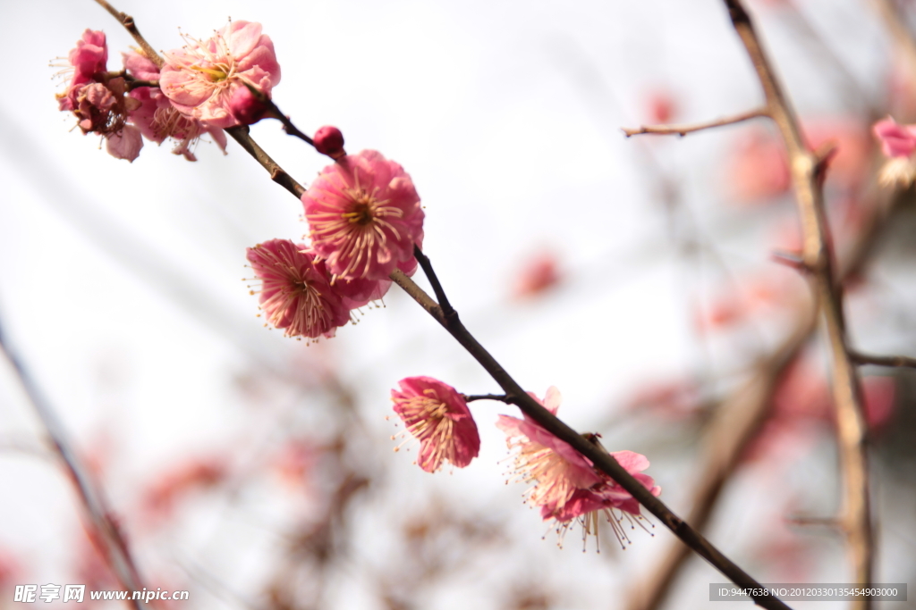 一枝桃花