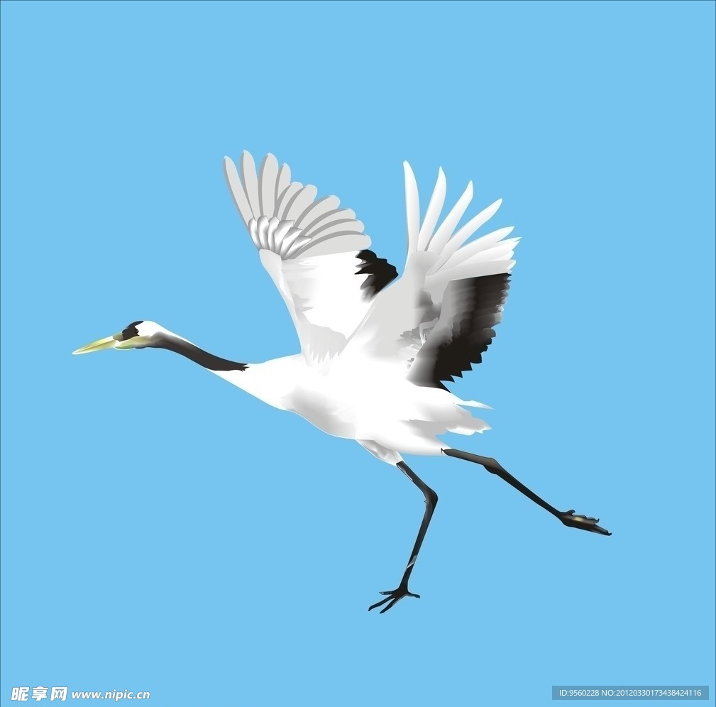 丹顶鹤