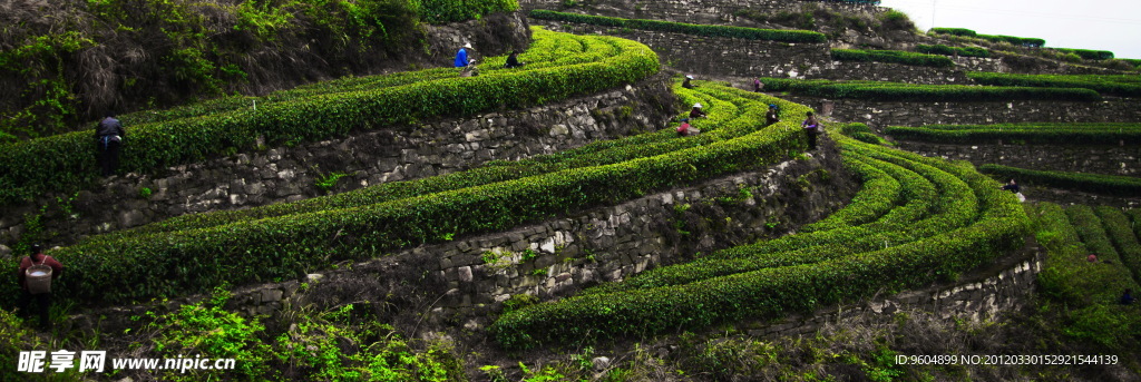茶满园