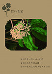 花的季节