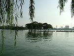 柳树
