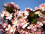 茶花