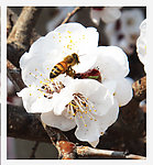 蜜蜂