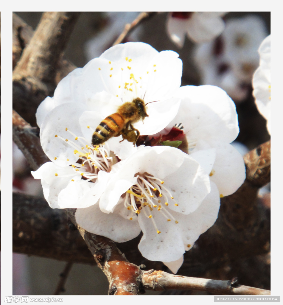 蜜蜂