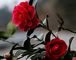 茶花