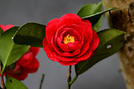 茶花