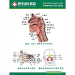 耳鼻喉示意图