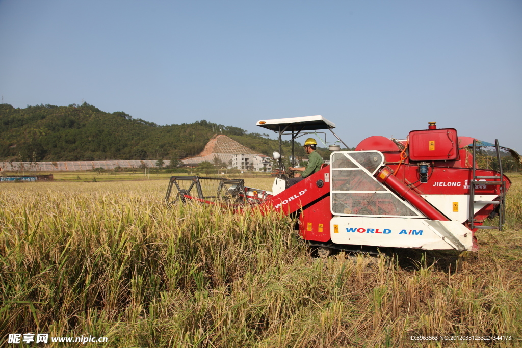 收割机在收获丰收水稻