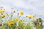 黄色野花