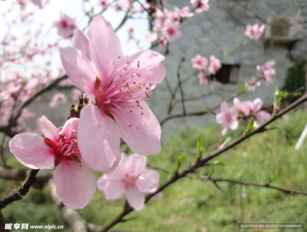 桃花