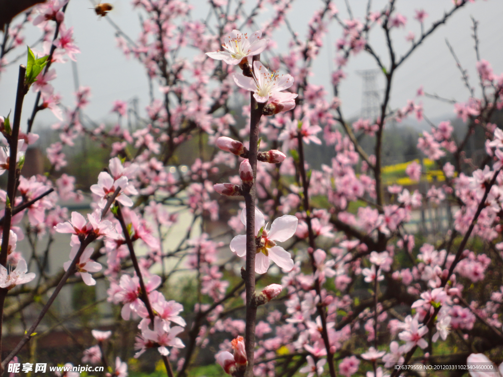 桃花