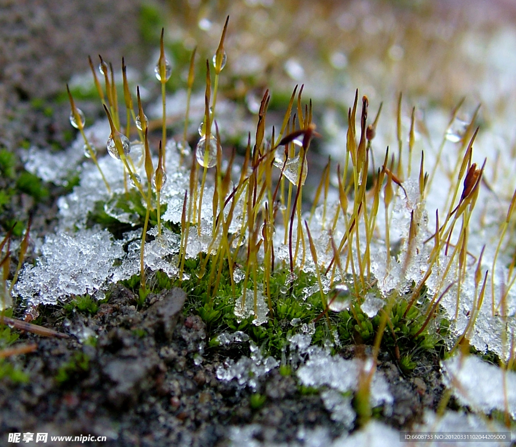 雪地上的小草