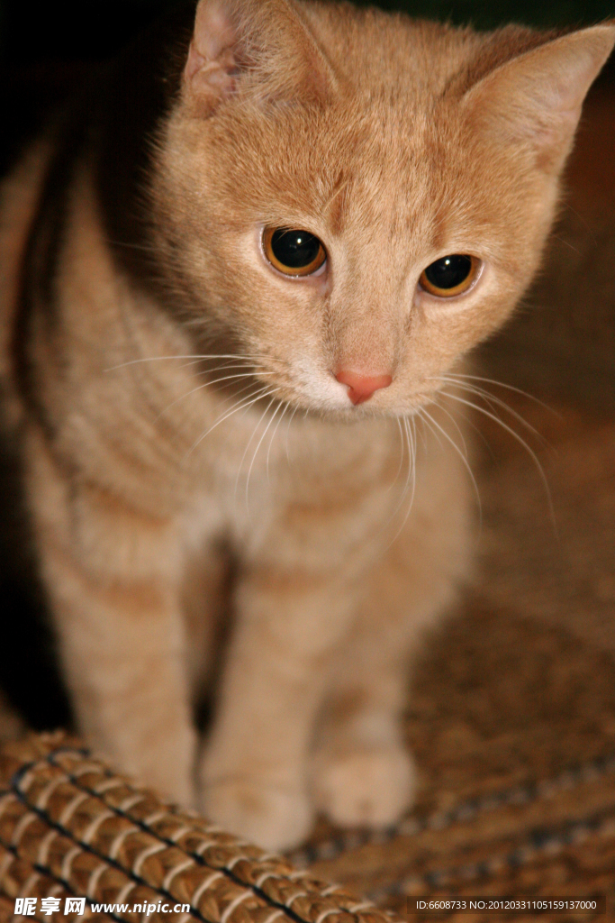 可爱小猫